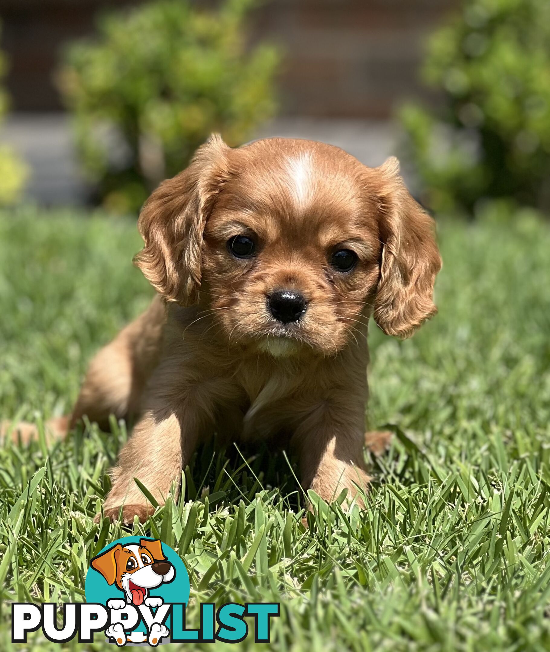 CAVALIER KING CHARLES SPANIELS