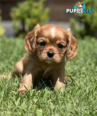 CAVALIER KING CHARLES SPANIELS