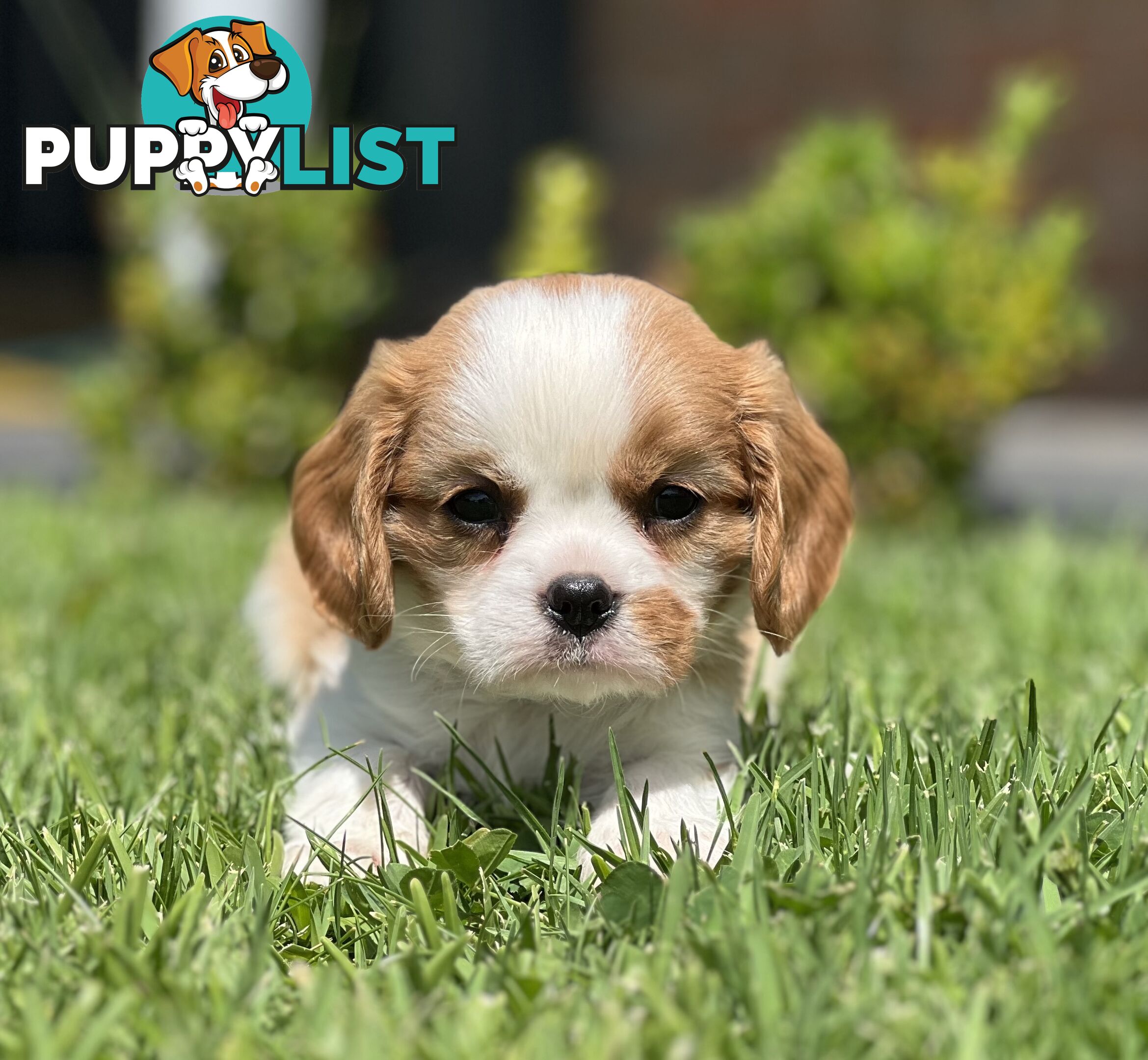 CAVALIER KING CHARLES SPANIELS