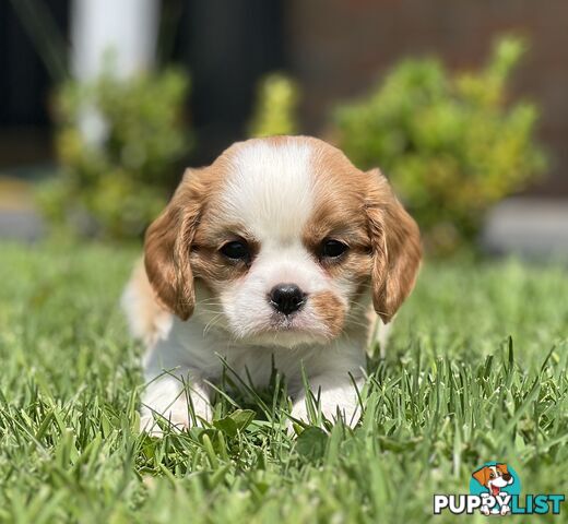 CAVALIER KING CHARLES SPANIELS