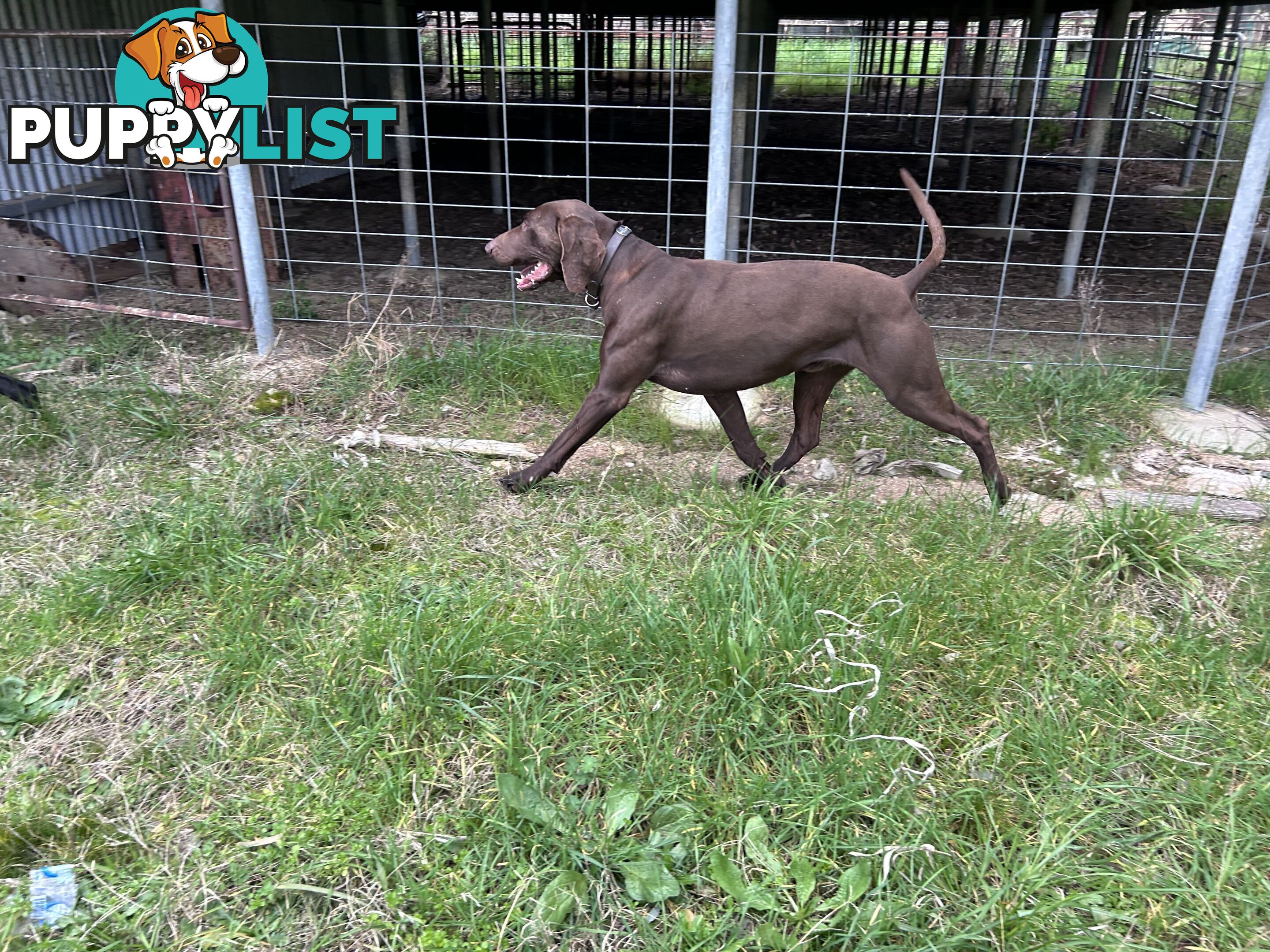 German shorthaired pointer pups