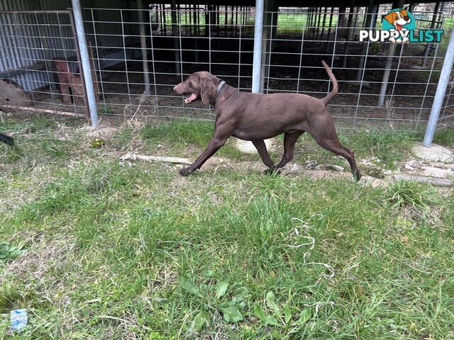 German shorthaired pointer pups