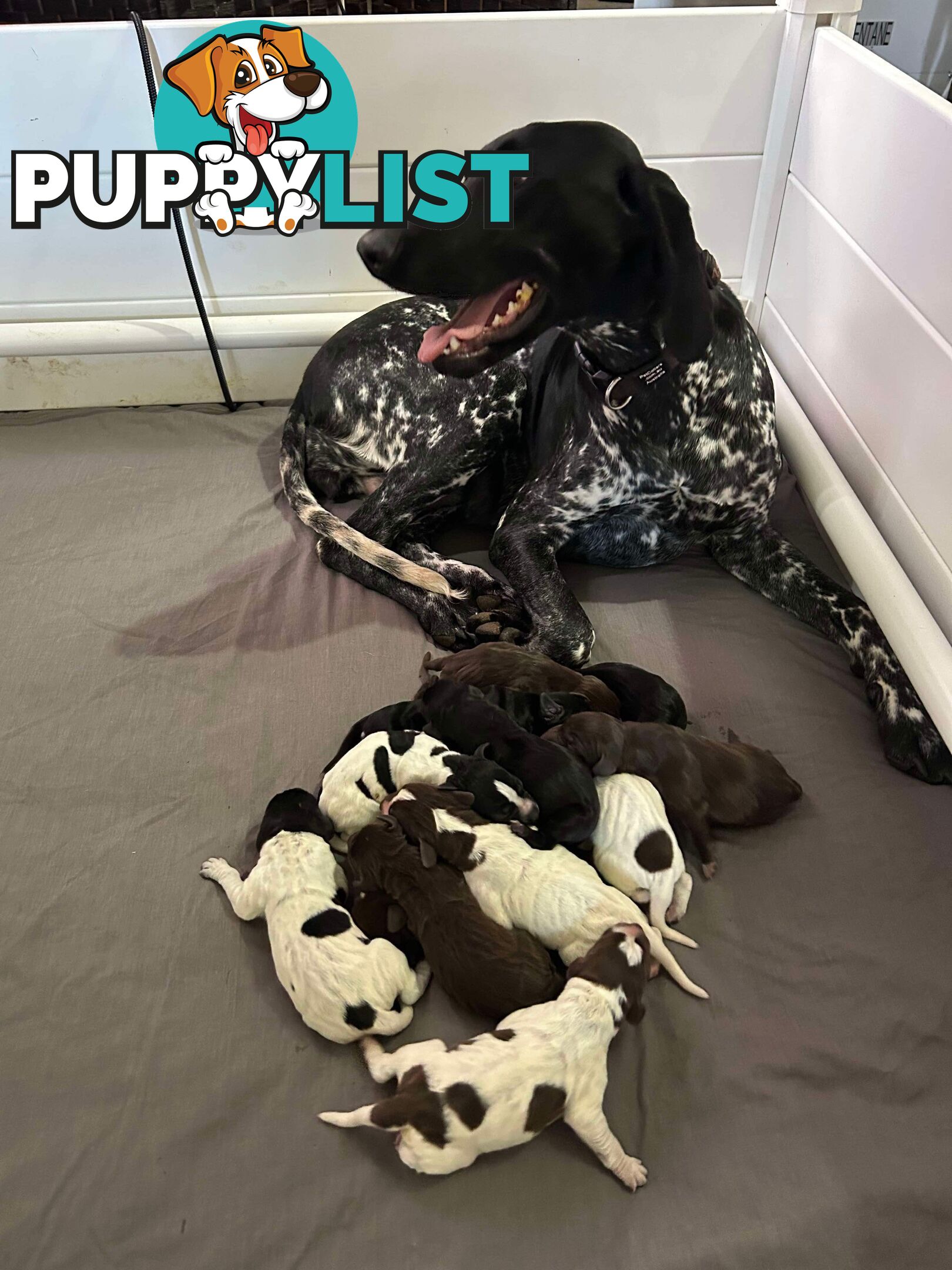 German shorthaired pointer pups