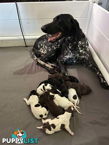 German shorthaired pointer pups