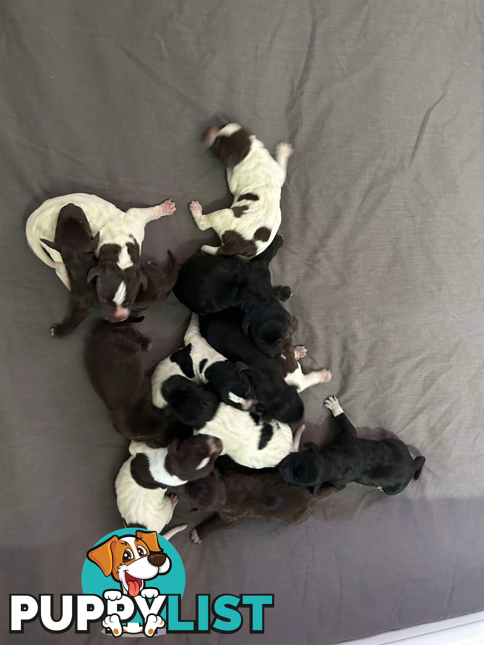 German shorthaired pointer pups