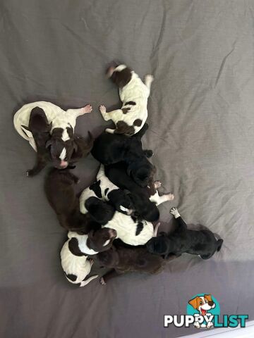 German shorthaired pointer pups