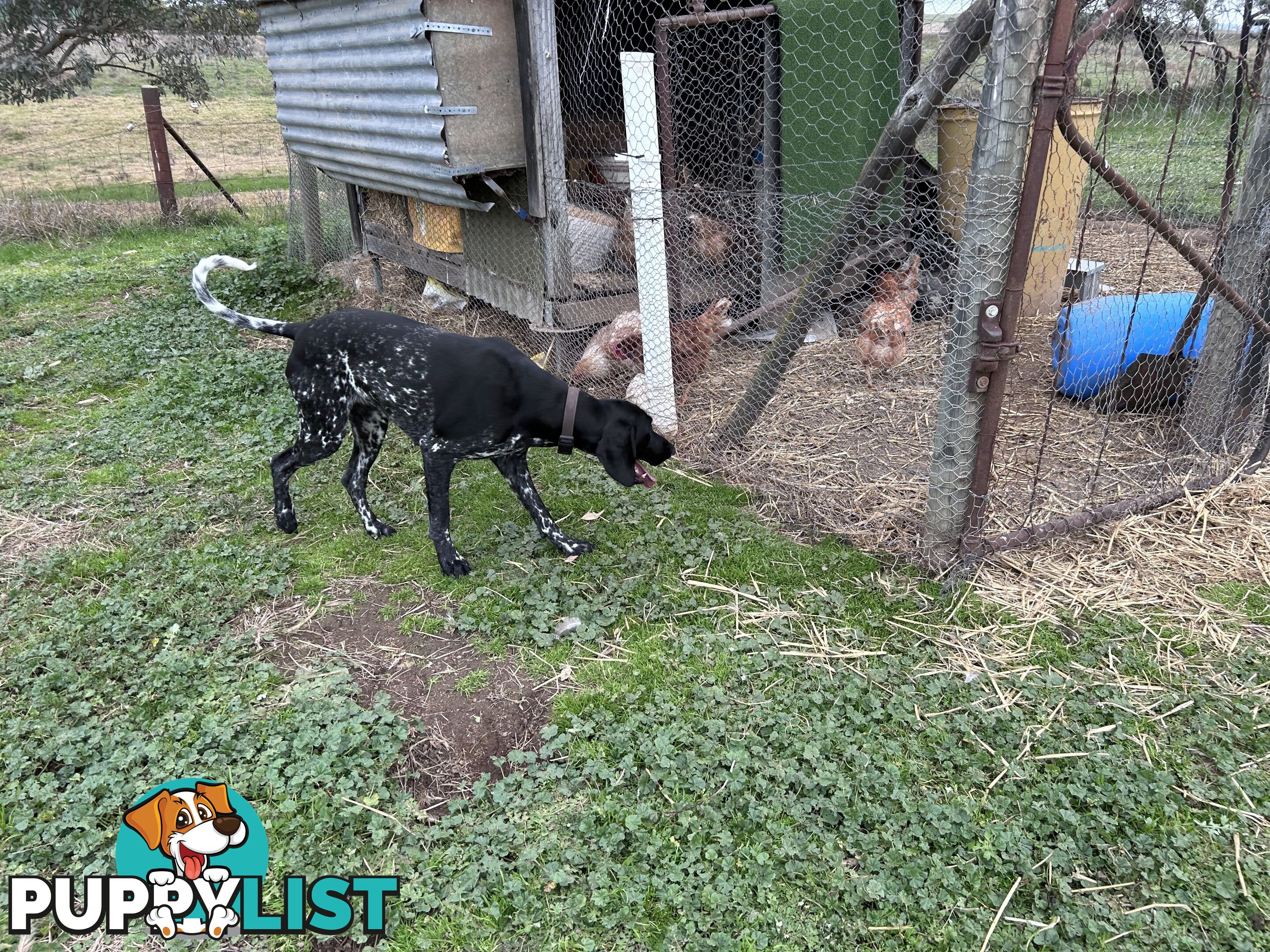 German shorthaired pointer pups