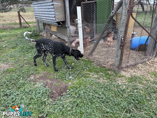 German shorthaired pointer pups