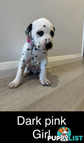 Dalmatian puppies!!