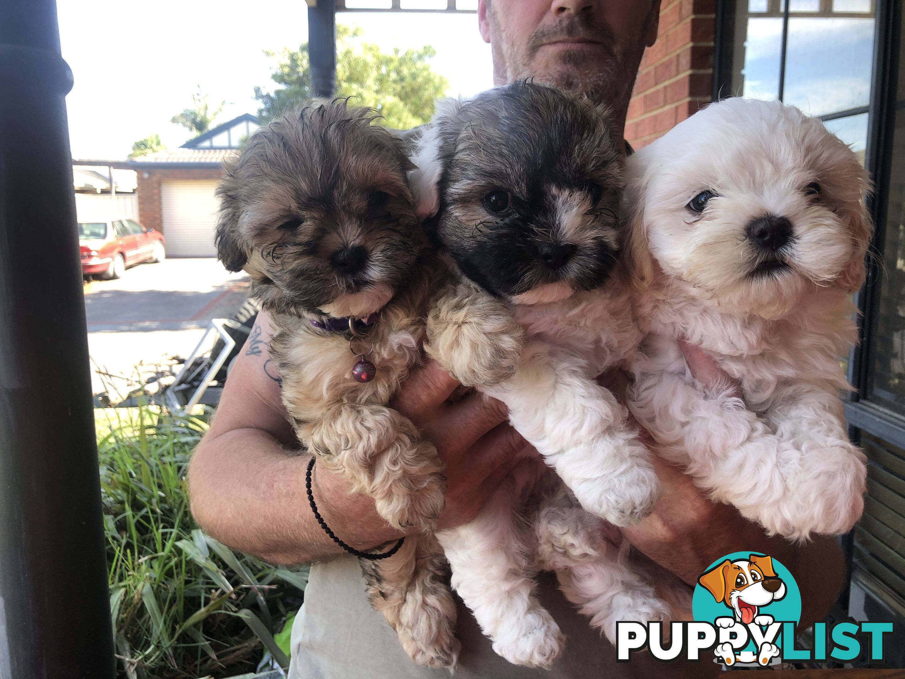 Maltese shih tzu pups