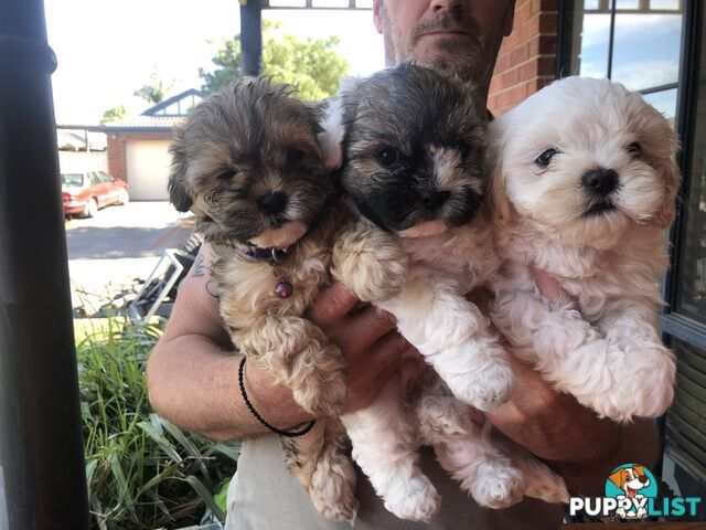 Maltese shih tzu pups