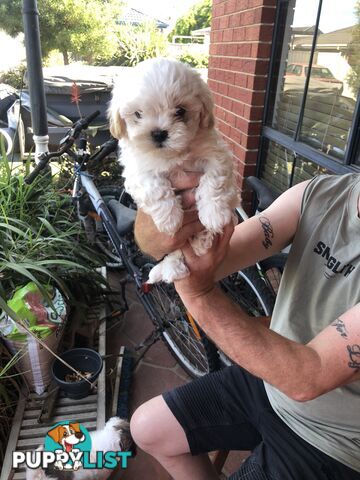 Maltese shih tzu pups