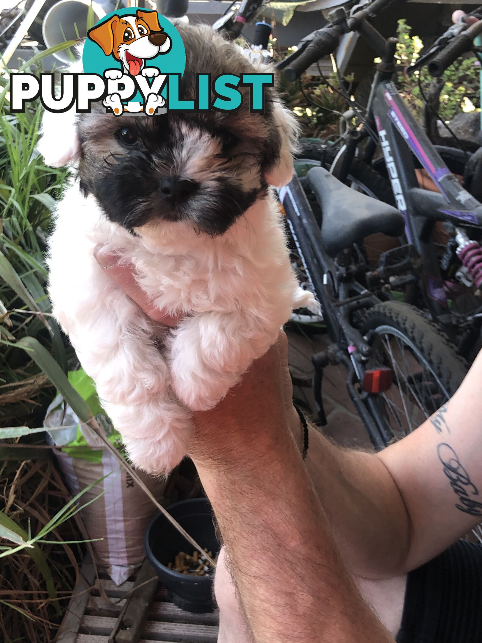 Maltese shih tzu pups