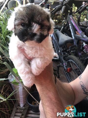 Maltese shih tzu pups