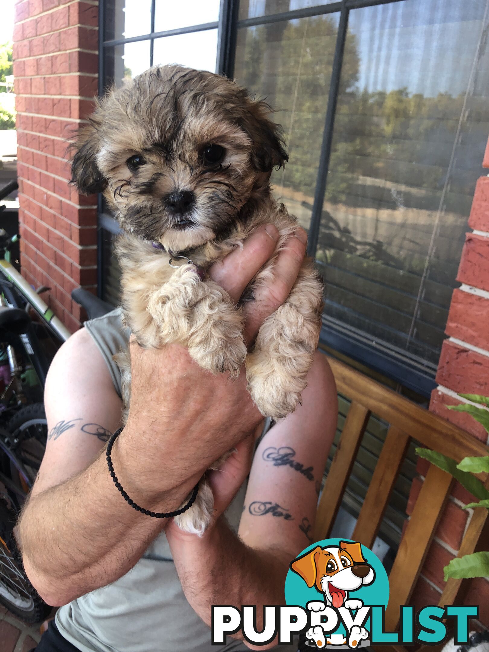 Maltese shih tzu pups