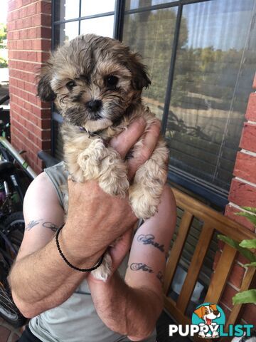 Maltese shih tzu pups