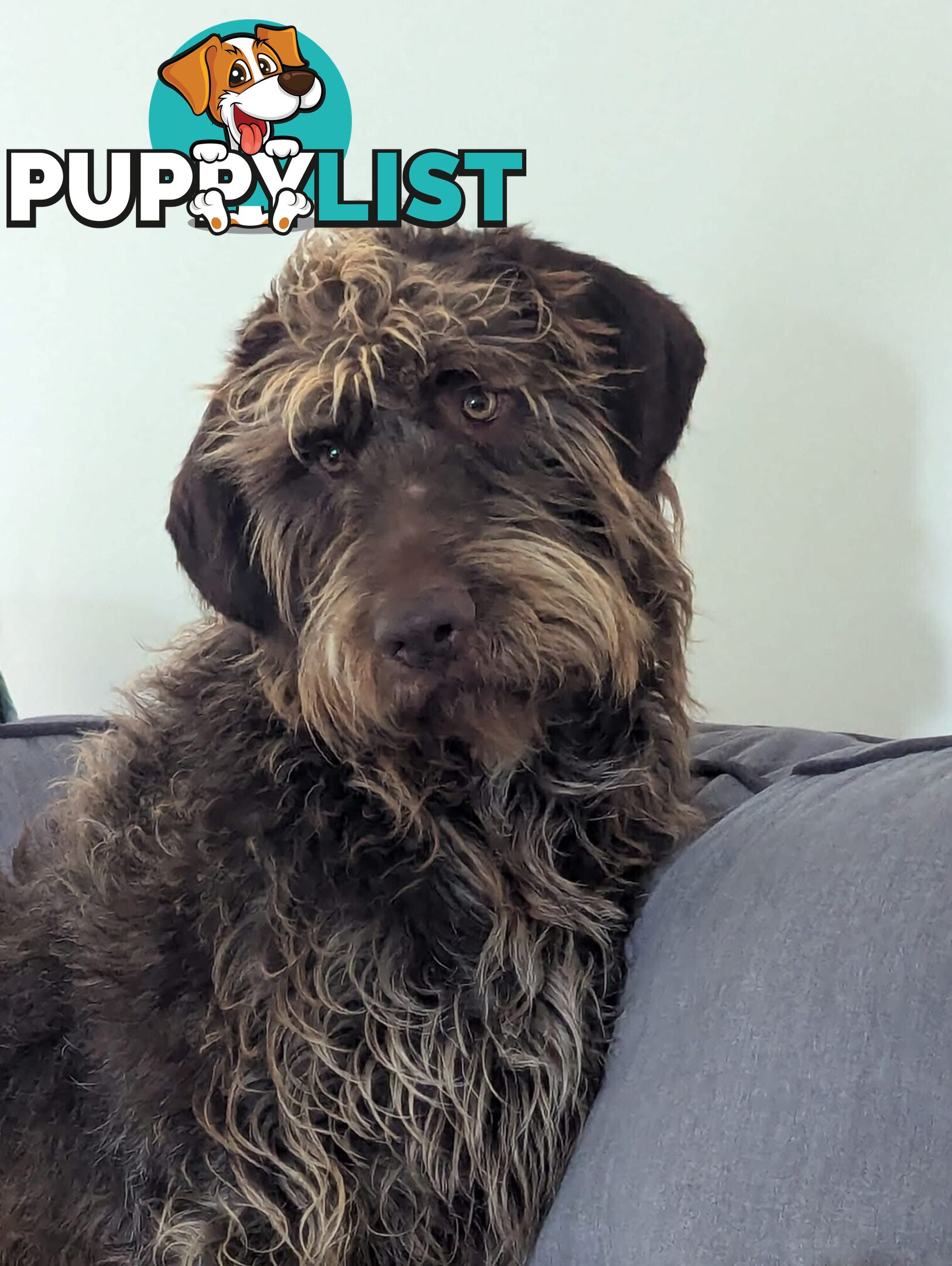 German Wirehaired Pointer Pups