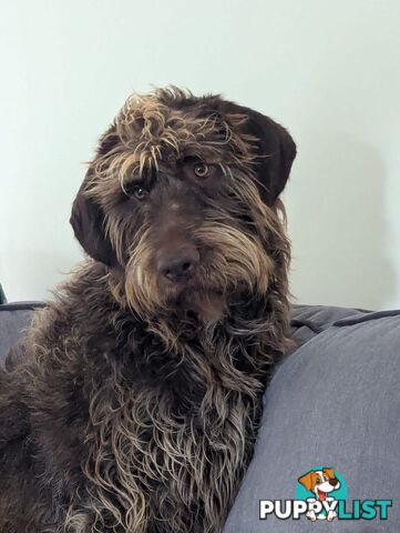 German Wirehaired Pointer Pups