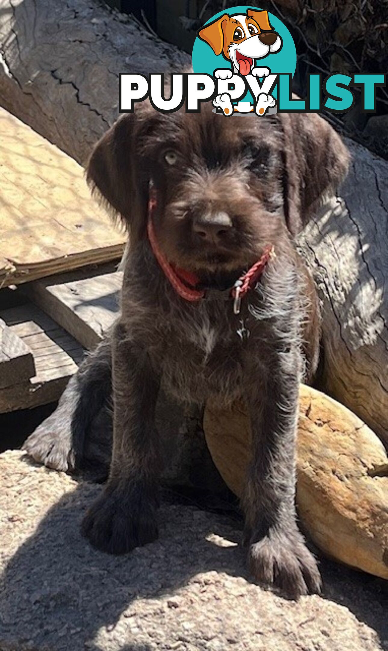 German Wirehaired Pointer Pups