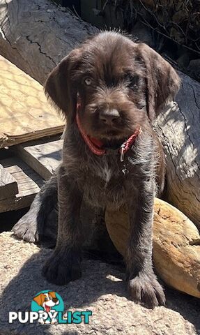 German Wirehaired Pointer Pups