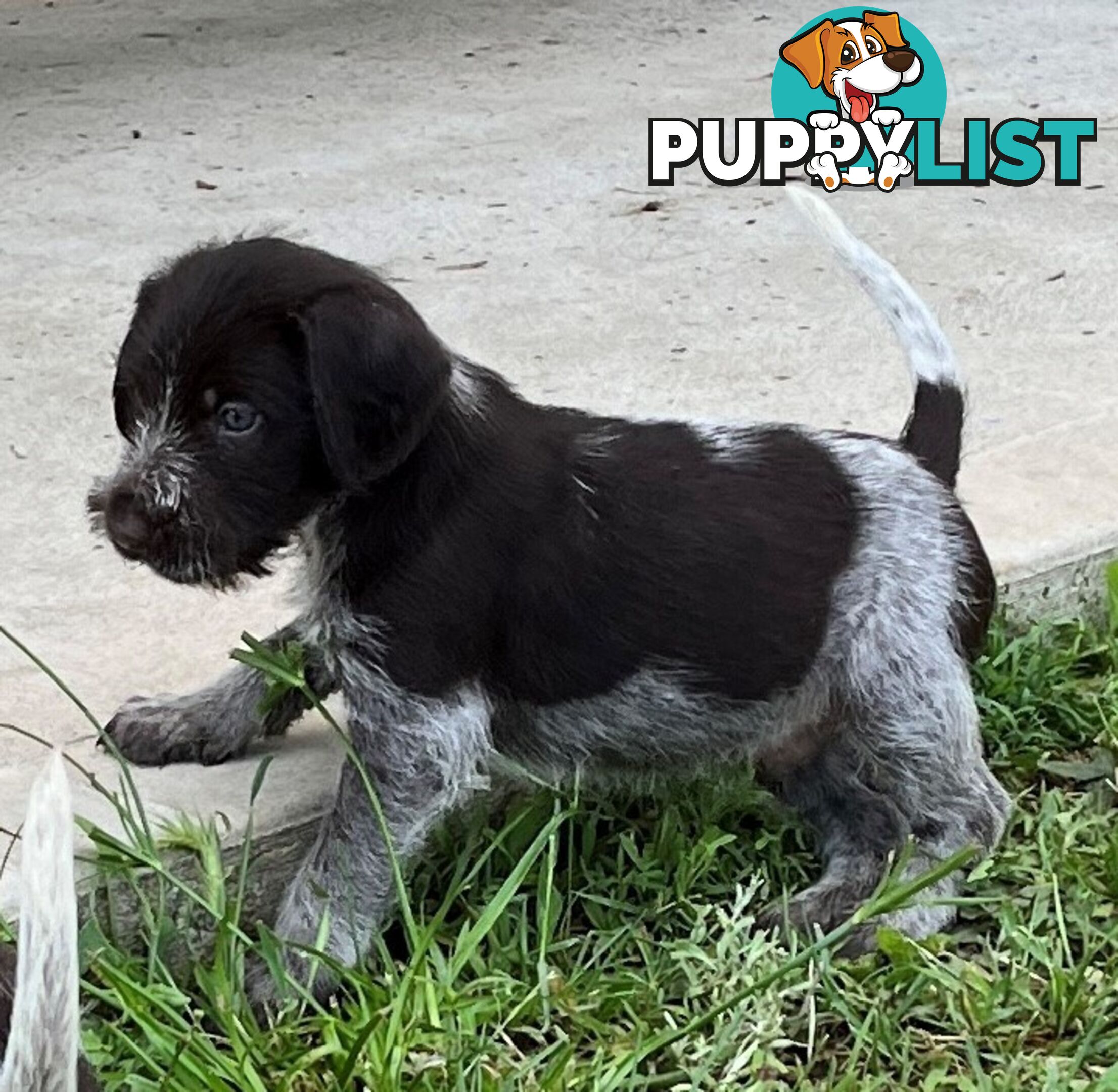 German Wirehaired Pointer Pups