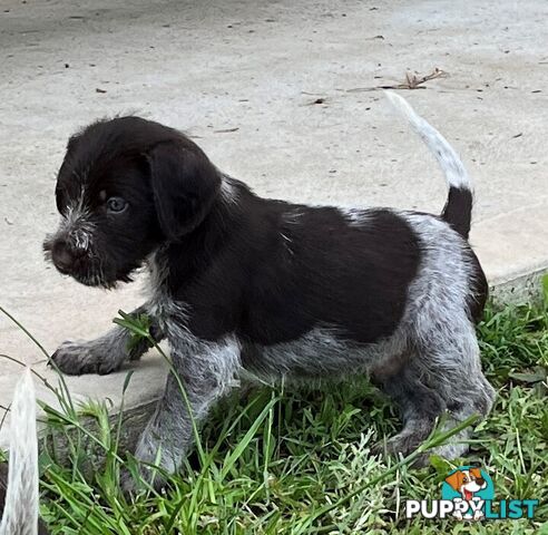 German Wirehaired Pointer Pups