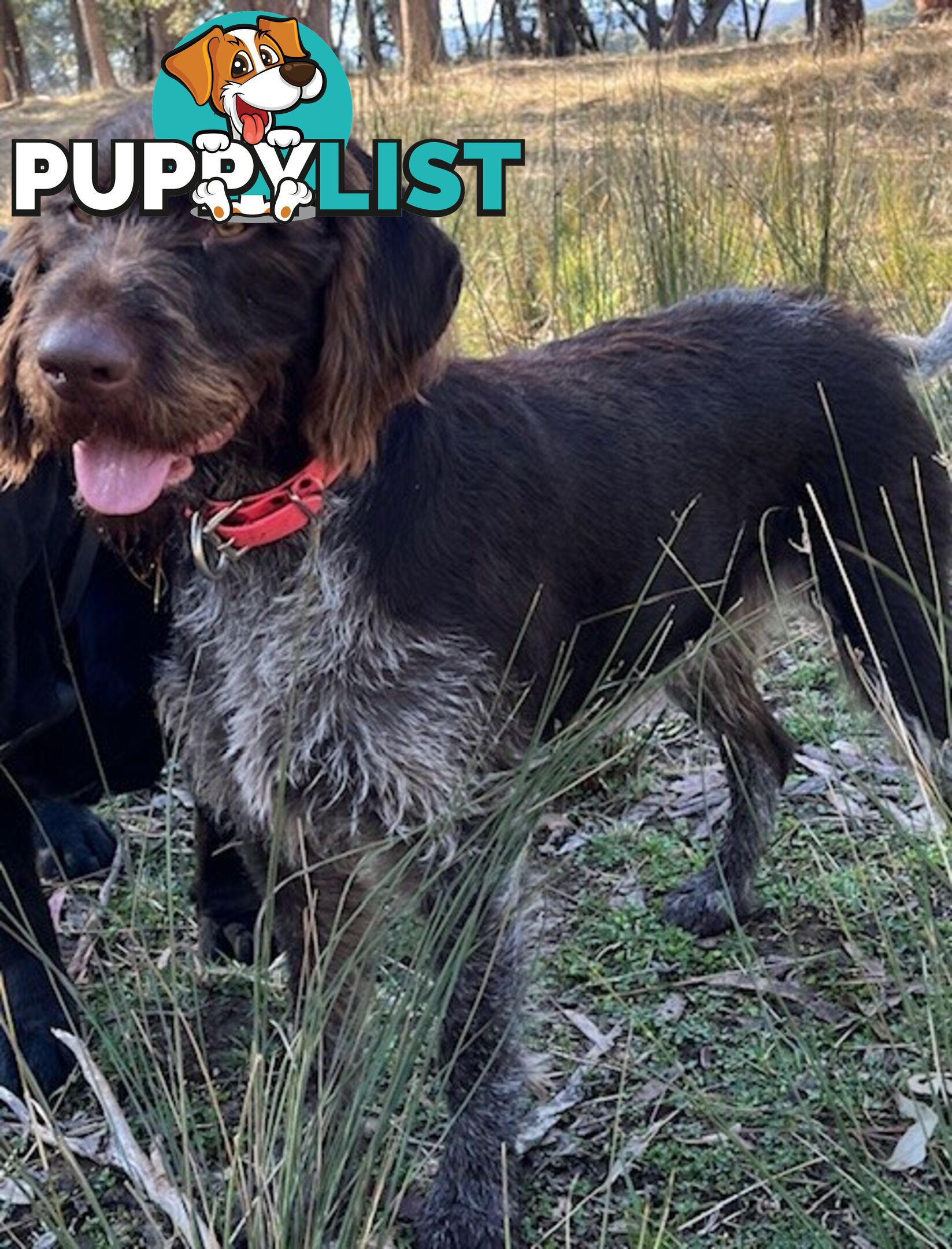 German Wirehaired Pointer Pups