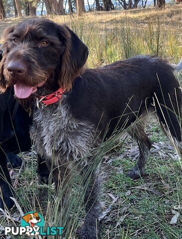 German Wirehaired Pointer Pups