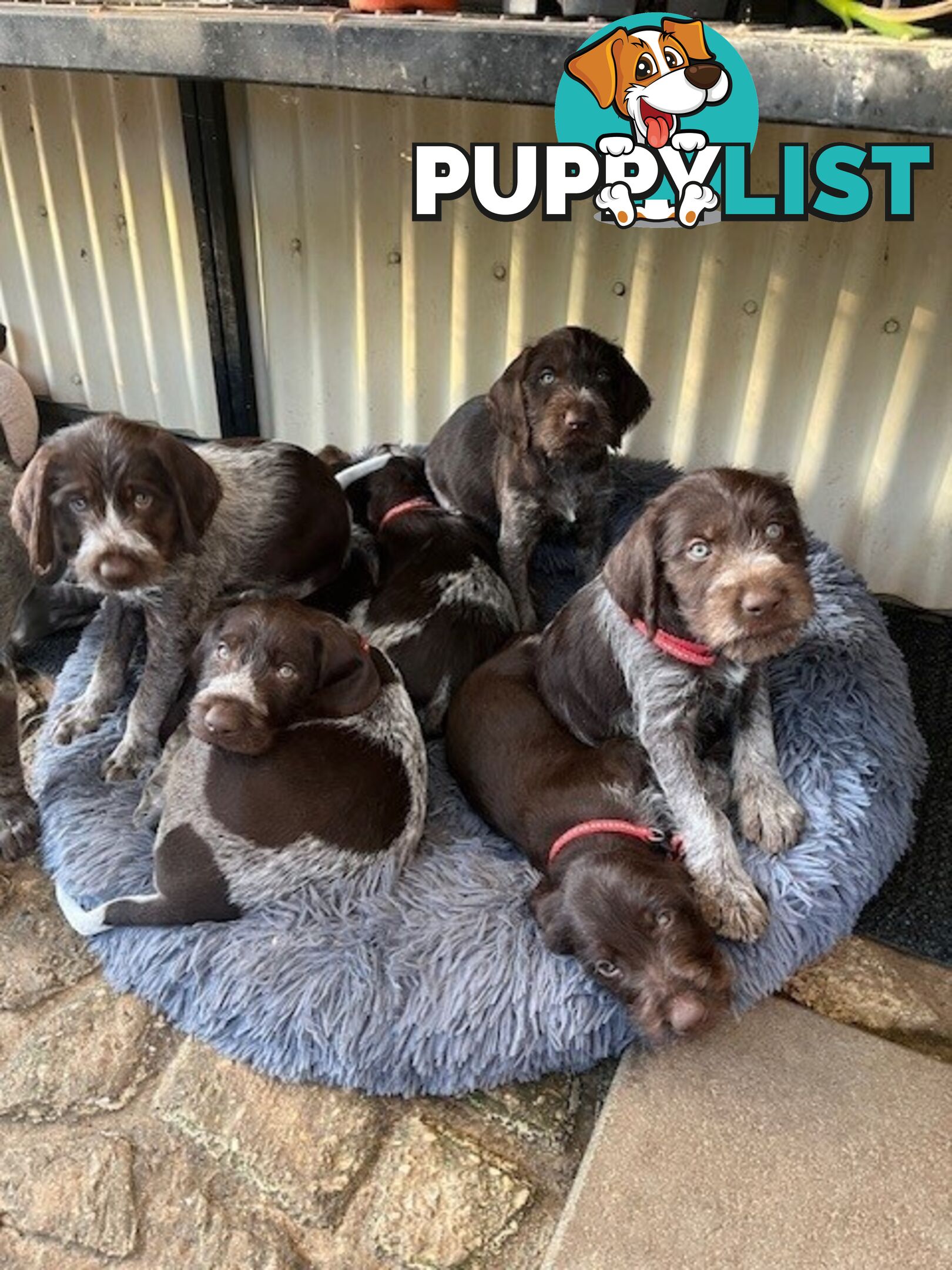 German Wirehaired Pointer Pups