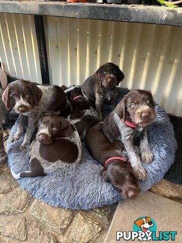 German Wirehaired Pointer Pups