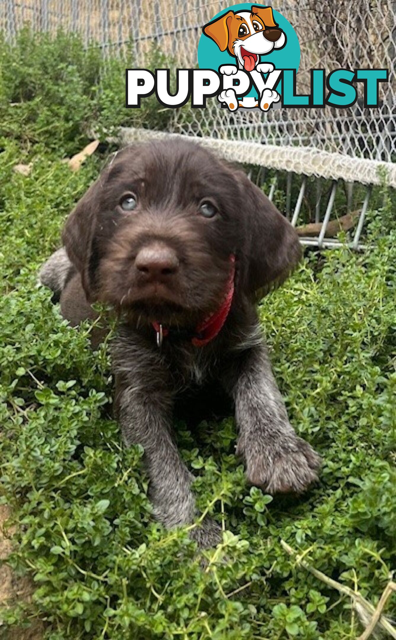 German Wirehaired Pointer Pups