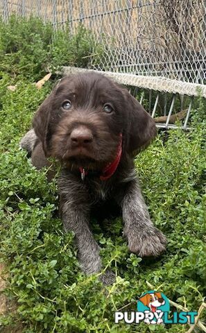 German Wirehaired Pointer Pups