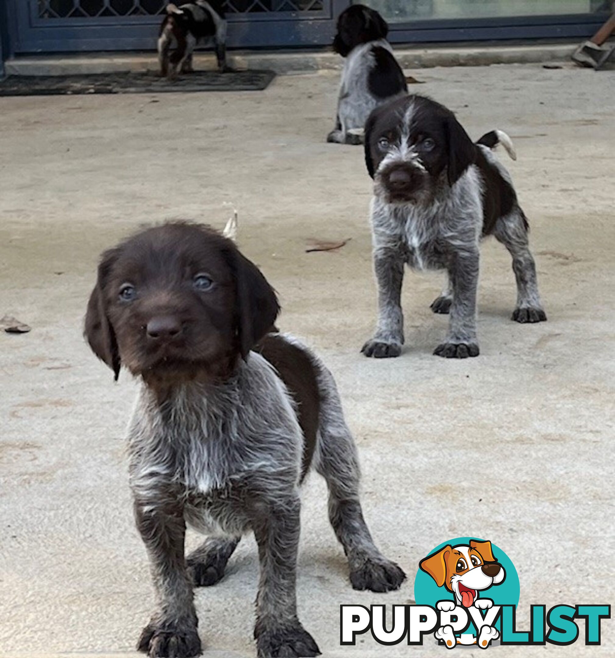 German Wirehaired Pointer Pups