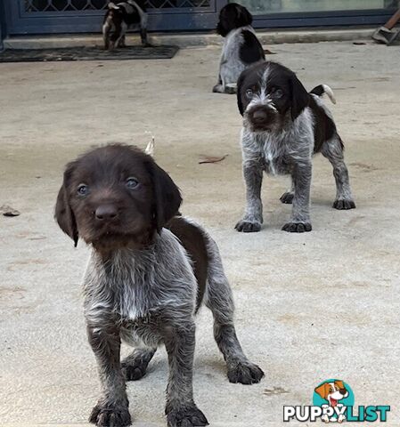 German Wirehaired Pointer Pups