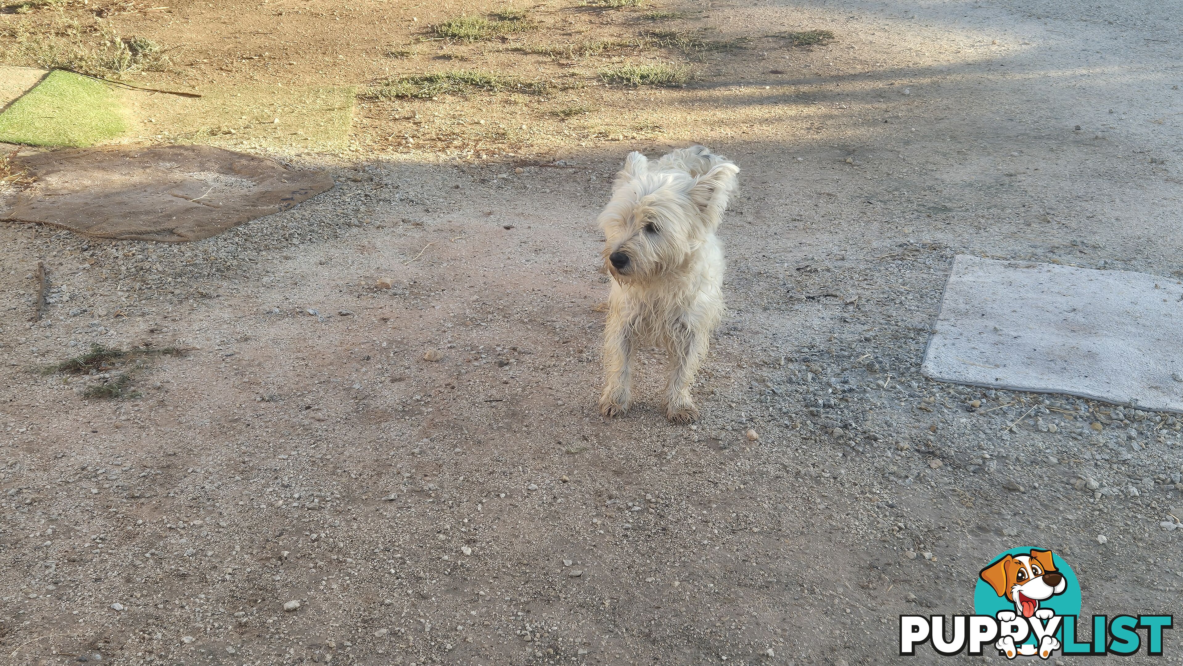 West highland Terrier