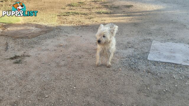 West highland Terrier