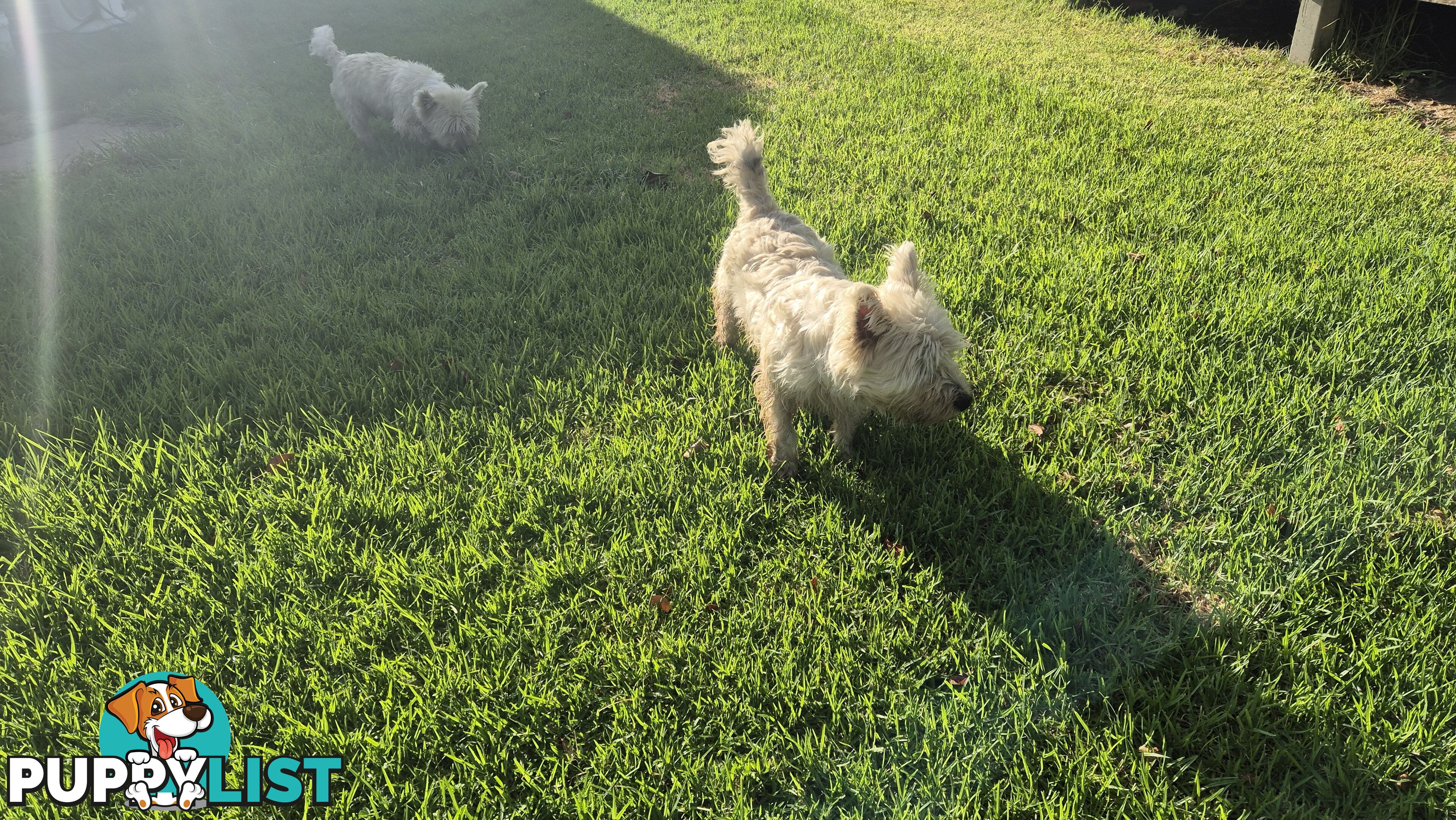 West highland Terrier