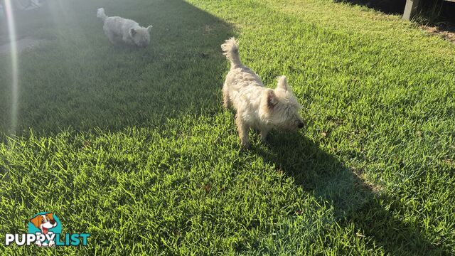 West highland Terrier