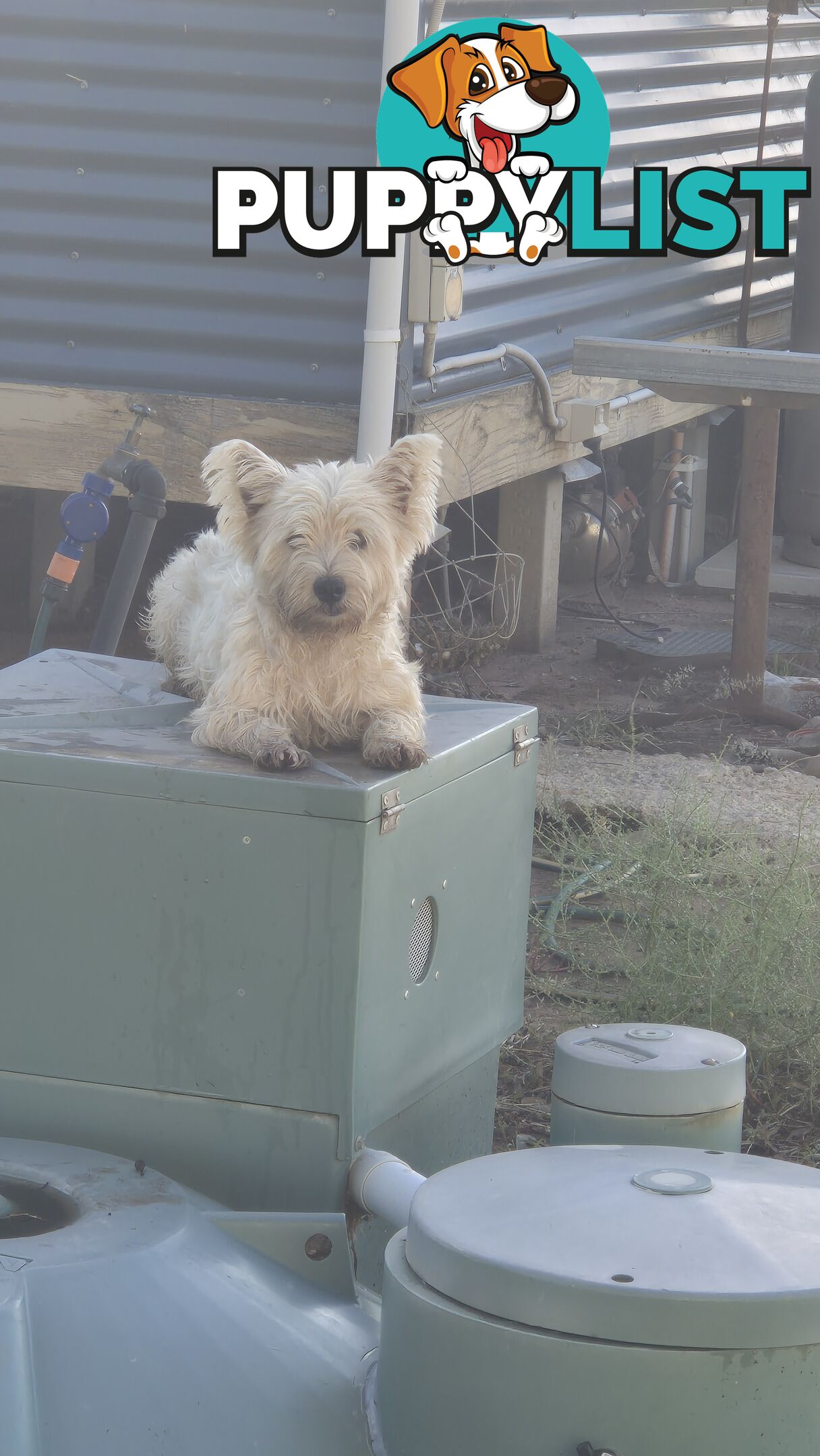 West highland Terrier