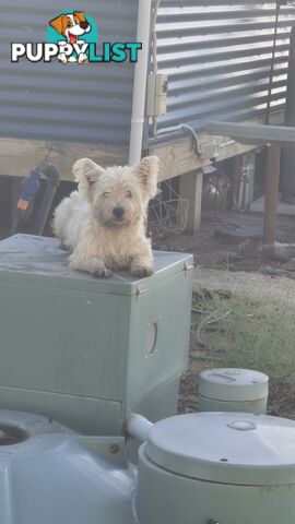 West highland Terrier