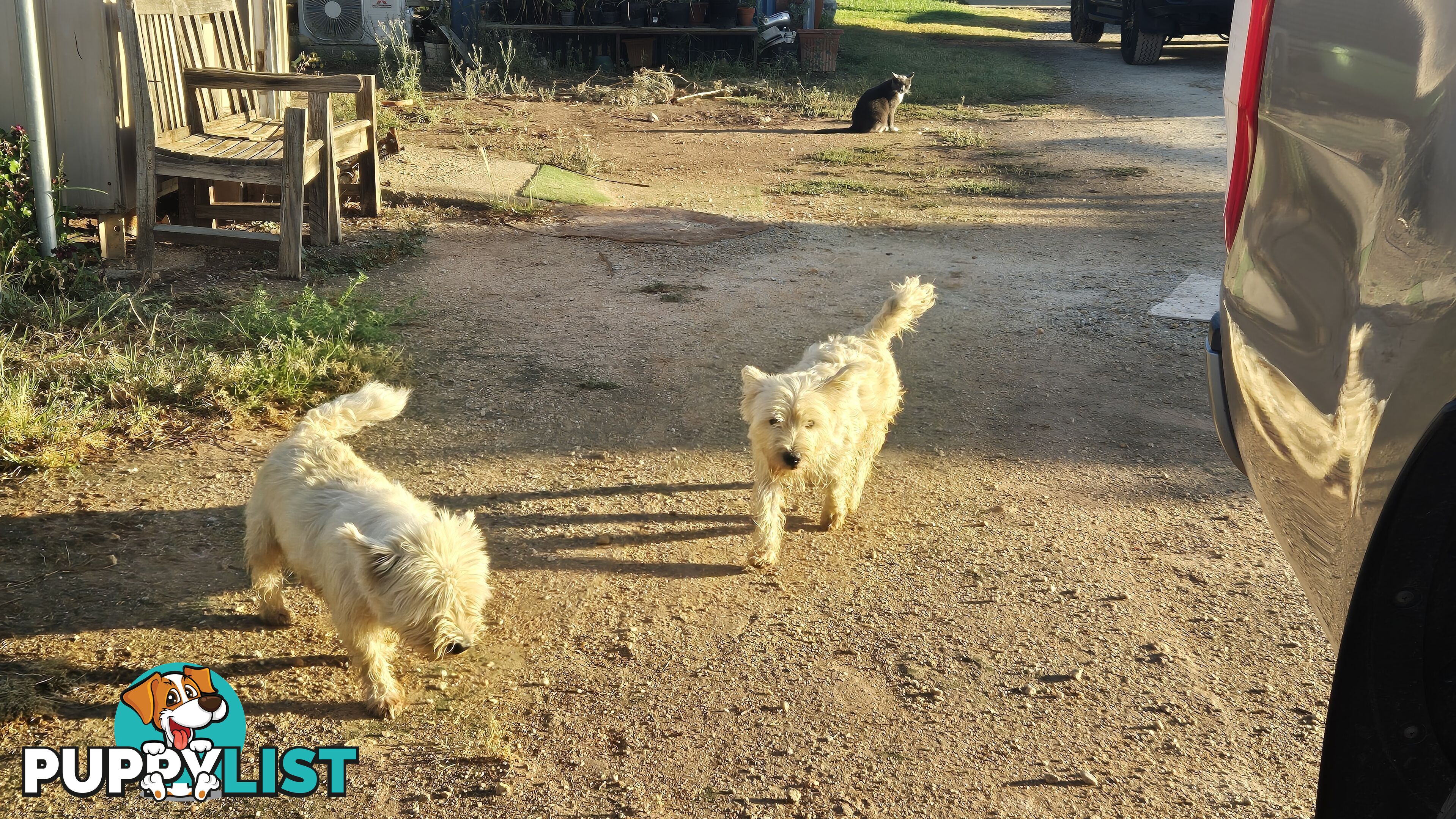 West highland Terrier