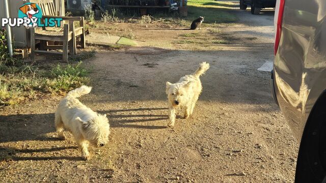 West highland Terrier