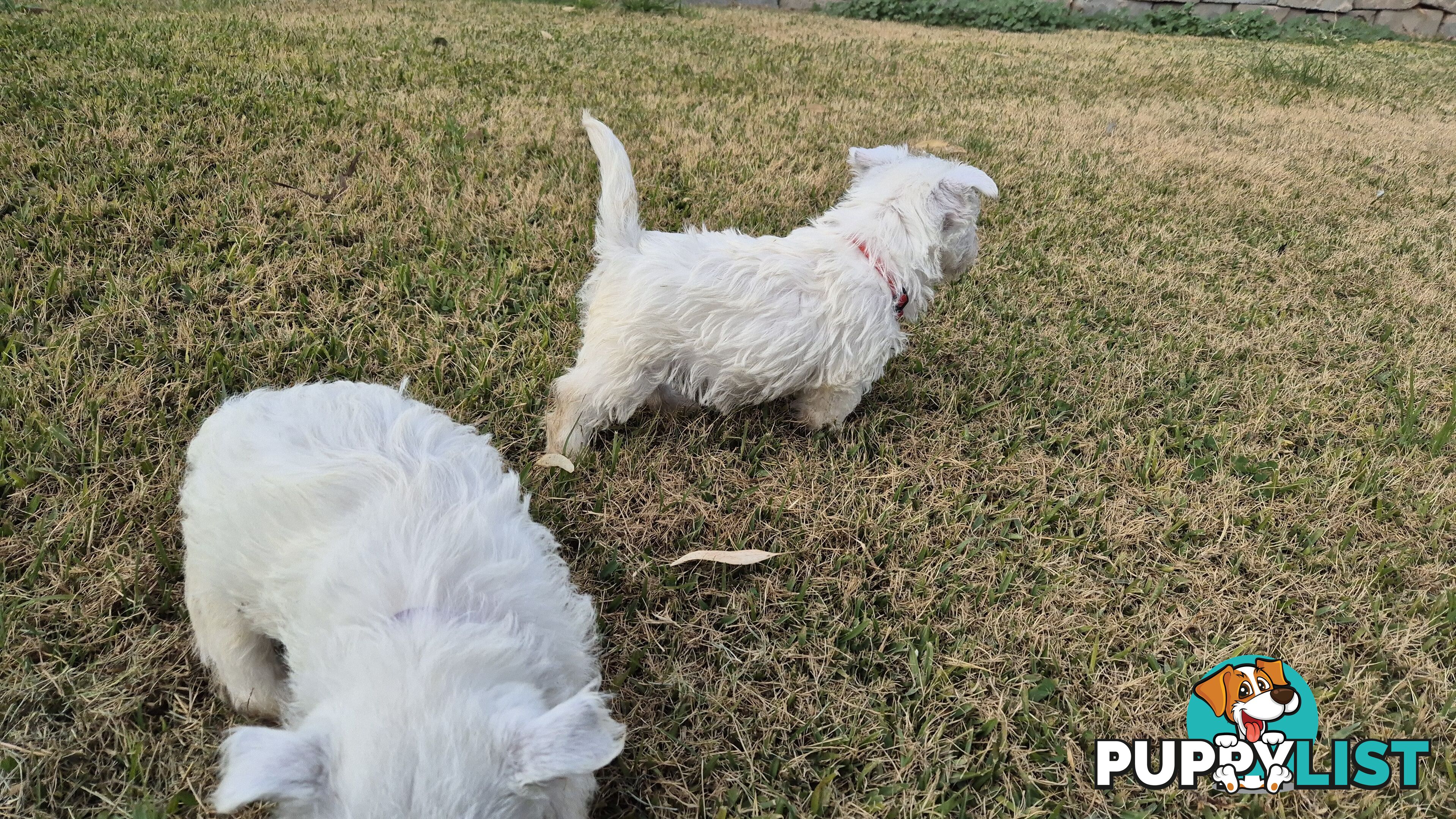 West Highland White Terrier