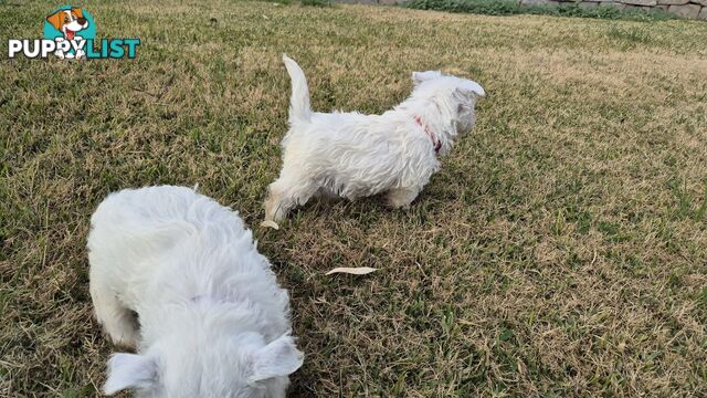 West Highland White Terrier