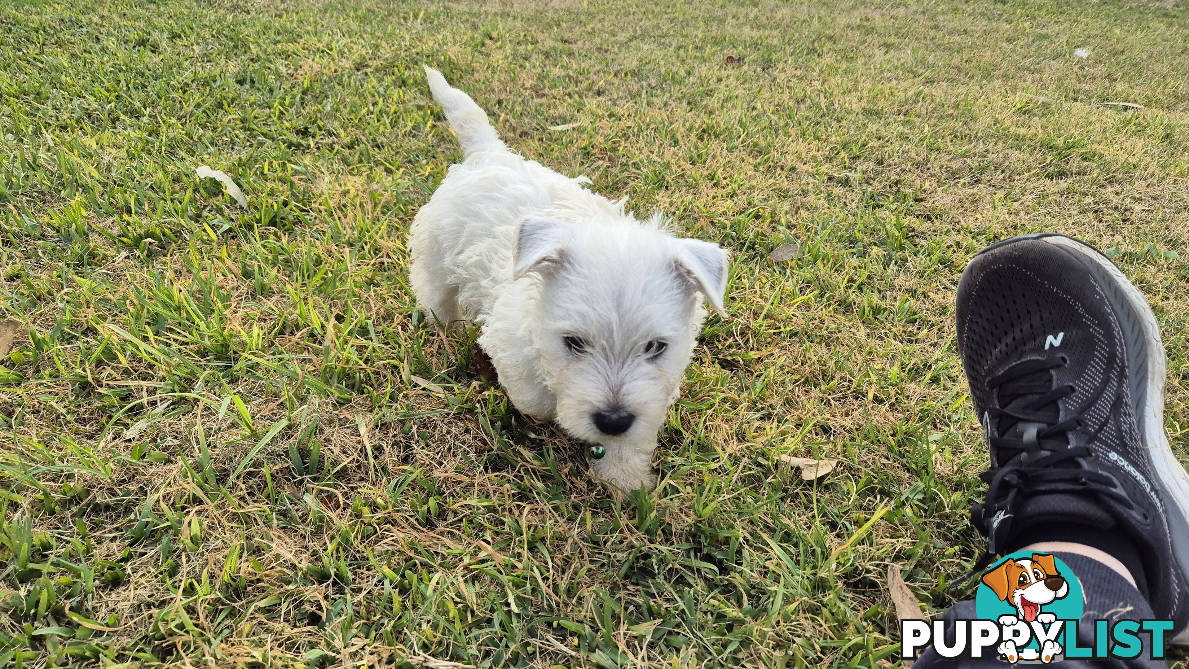 West Highland White Terrier