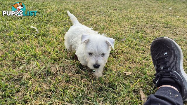 West Highland White Terrier