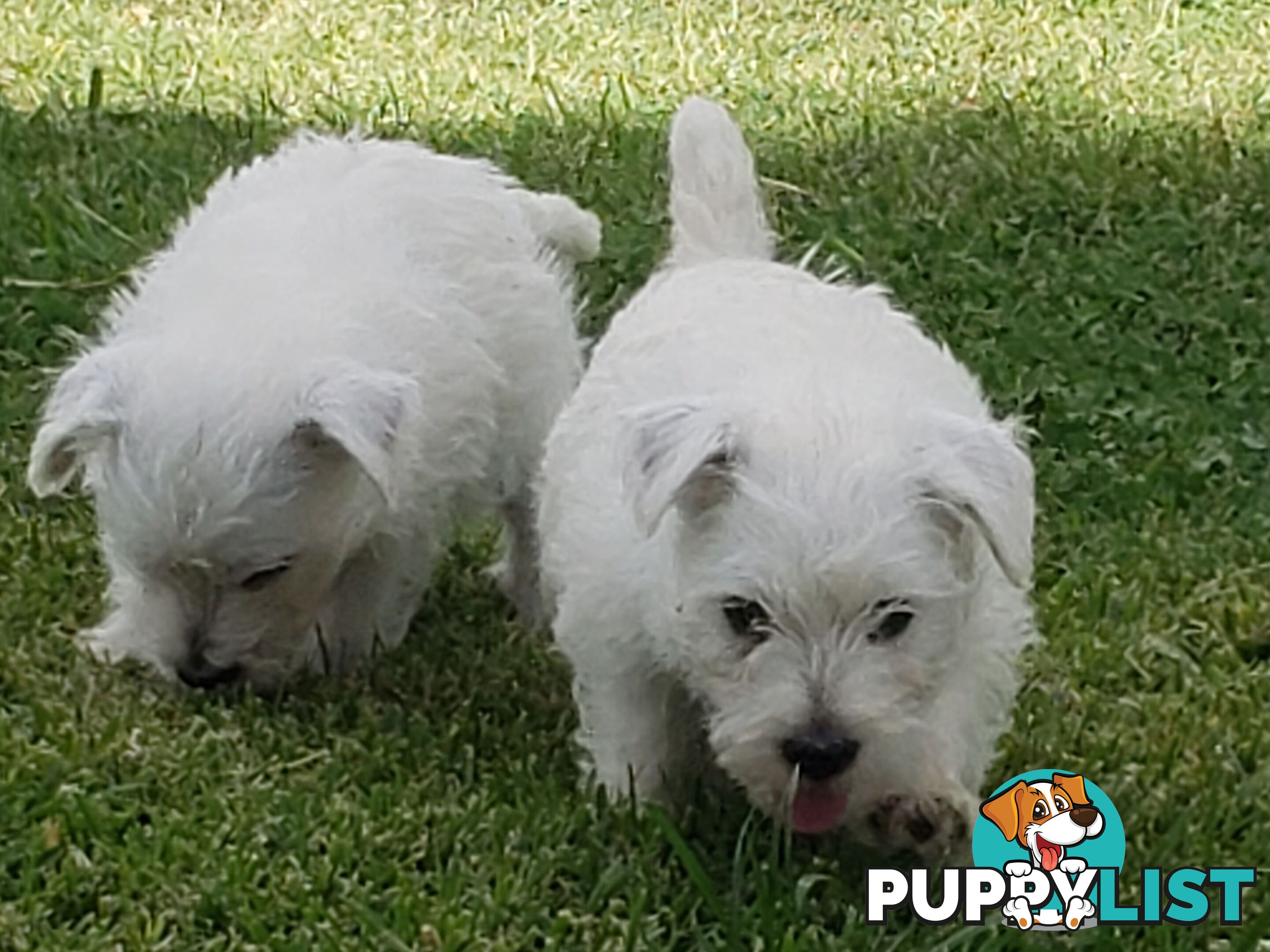 West Highland White Terrier
