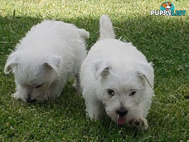 West Highland White Terrier