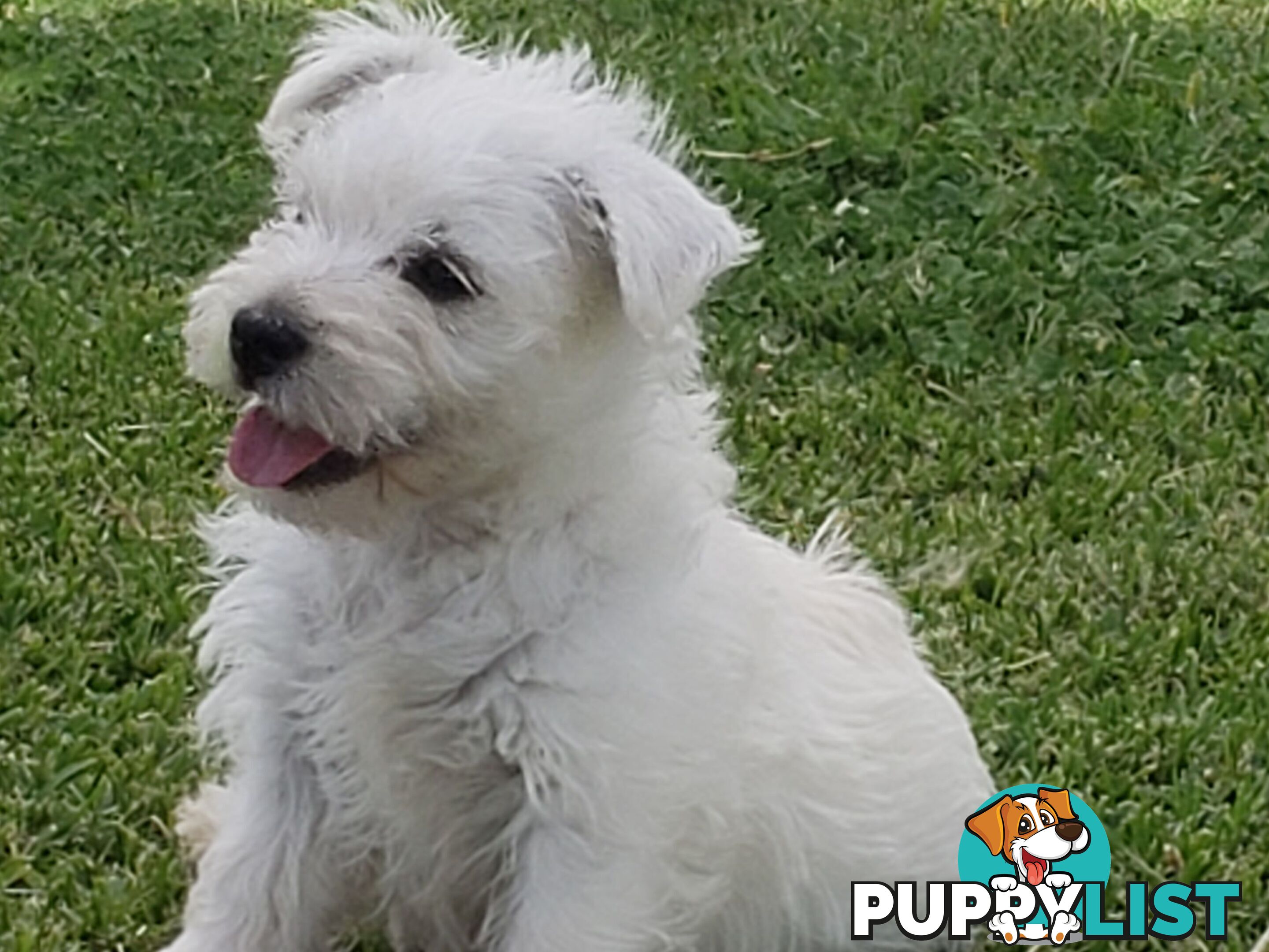 West Highland White Terrier