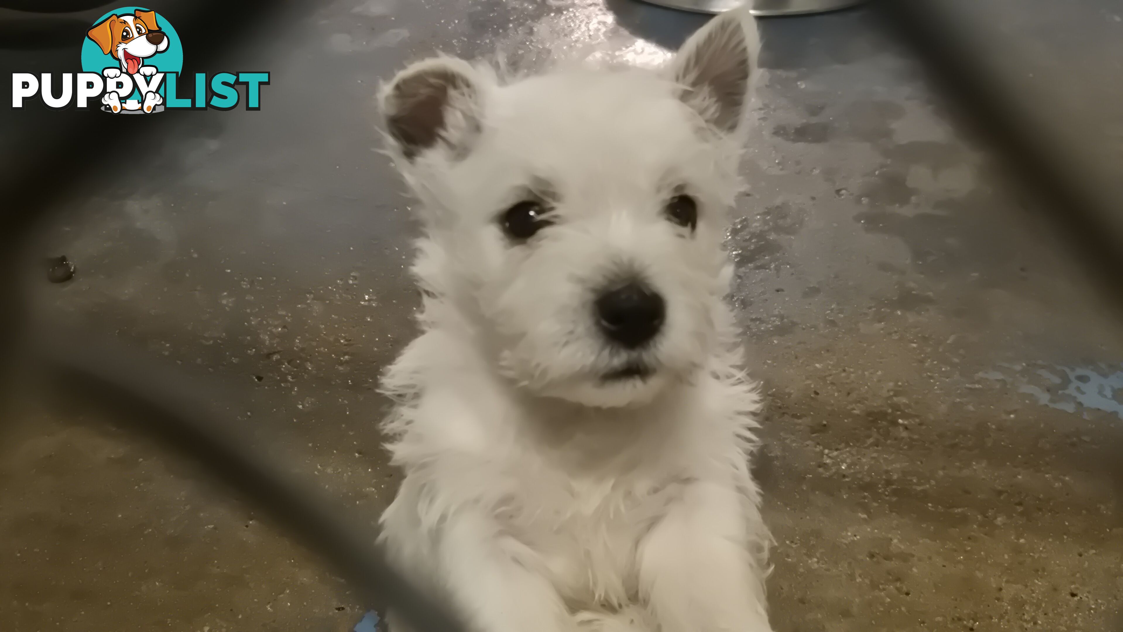 West Highland White Terrier
